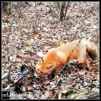 Poszukiwacze skarbów i ich spotkania z dziką przyrodą...